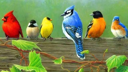 Beautiful sparrow pics video A.s chanal