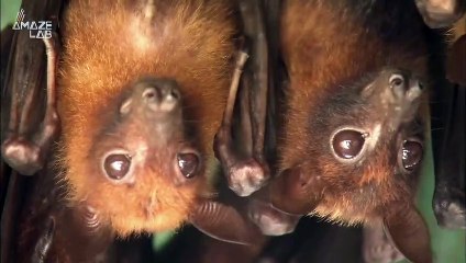 Solar Farms Might Be Affecting Bats, Here’s Why