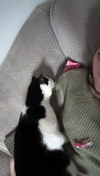 George le chat veut vraiment les chocolats