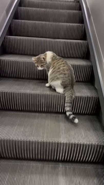 I Love These Cats! They're Awesome