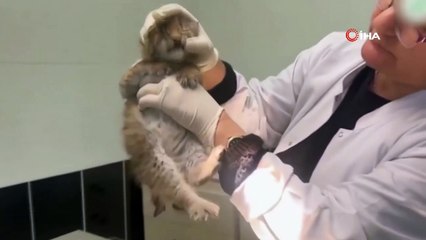 Yaralı yavru vaşak özel program ile iyileştirildi