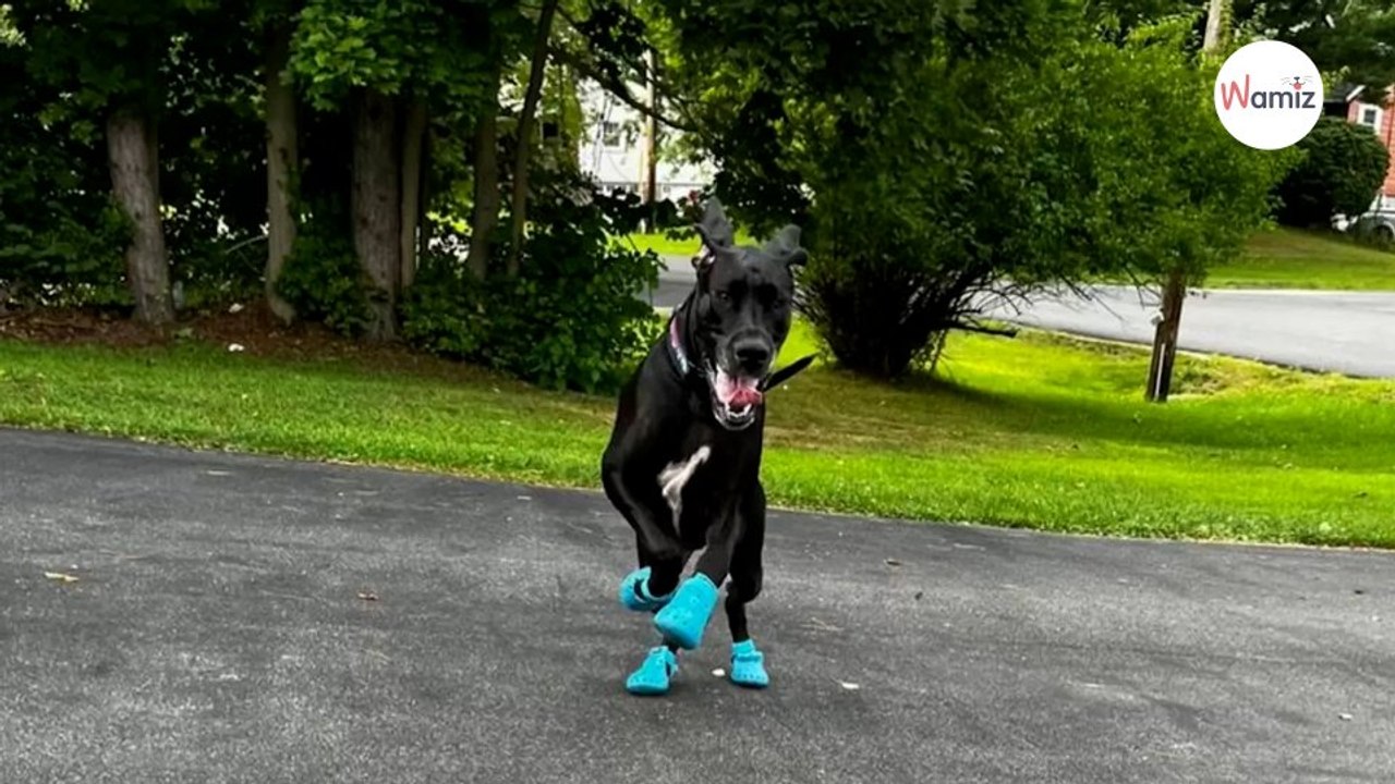 Hooch es una perra que tiene una pasión un tanto atípica!