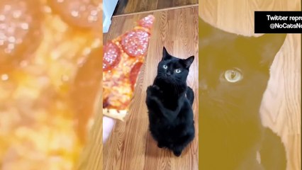 Vídeo hilário: gato guloso suplica por fatia de pizza