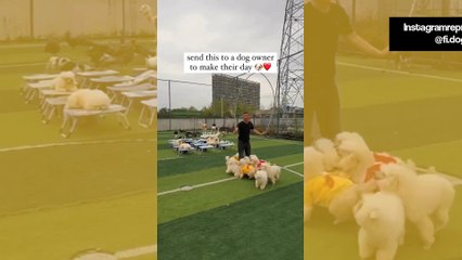 Vídeo hilário: homem pula corda na companhia de sete cães