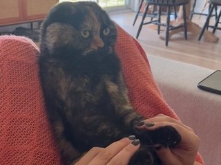 Cat Begrudgingly Participates in Sing Along