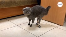Tras perder sus 4 patitas, la cola y las orejas, esta gatita tiene otra oportunidad para ser feliz