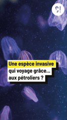 Une espèce invasive qui voyage grâce ... Aux pétroliers ?