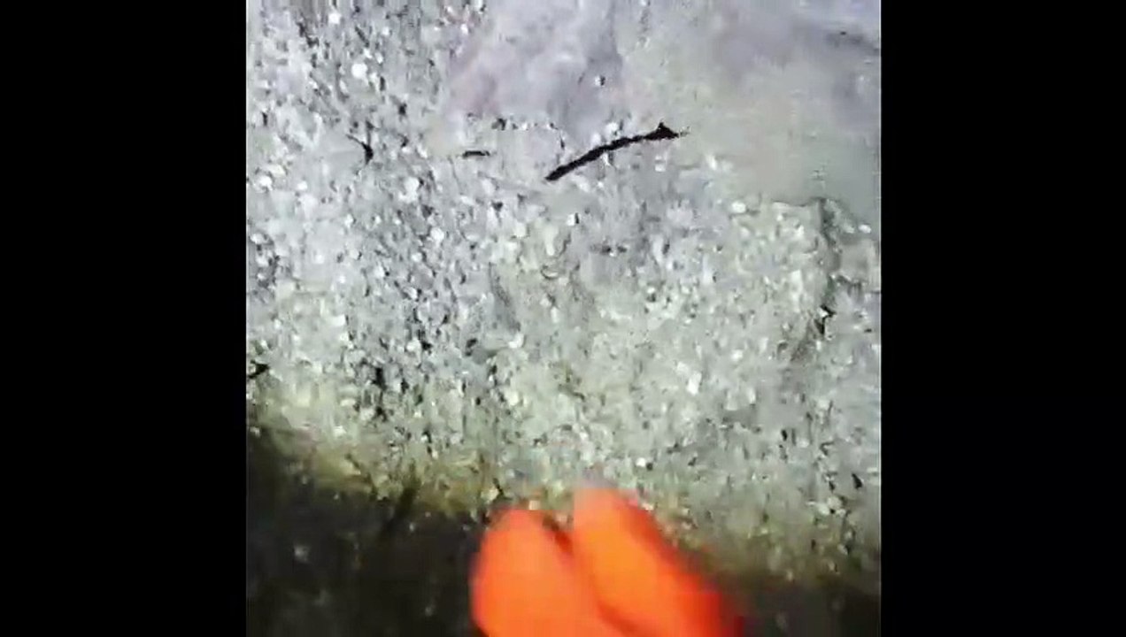 Tartaruga Reggio