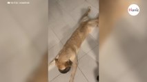 Al perro le da hambre va a la mesita y 2 horas después... ¡un auténtico drama! (Vídeo)