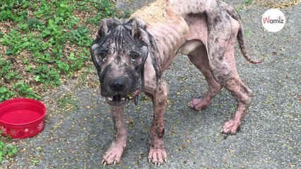 Perro a punto de morir toca a la puerta para pedir ayuda