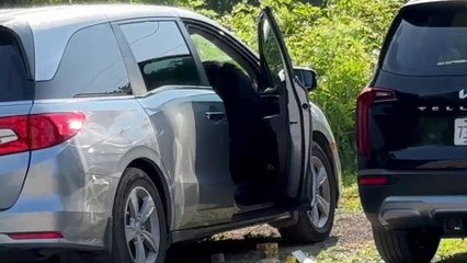 Bear Explores Vacationers' Cars