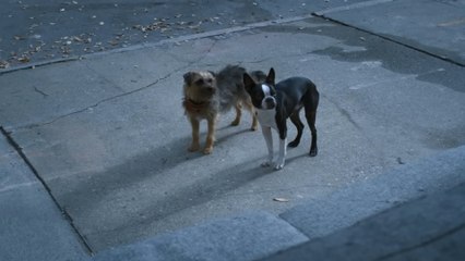 Cinema guide: Foxx, Ferrell, Fisher and Forte star in animated foul-mouthed flick, Strays