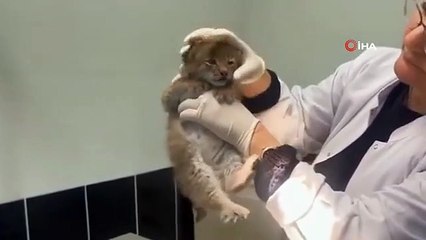 Yavru vaşak Ani'nin sevimli halleri kamerada