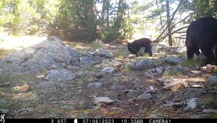 Black Bear Mom Teaches Her Cub To Search for Food Under Rocks