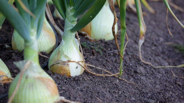 When to Harvest Onions, Cure, and Store Them to Last for Months