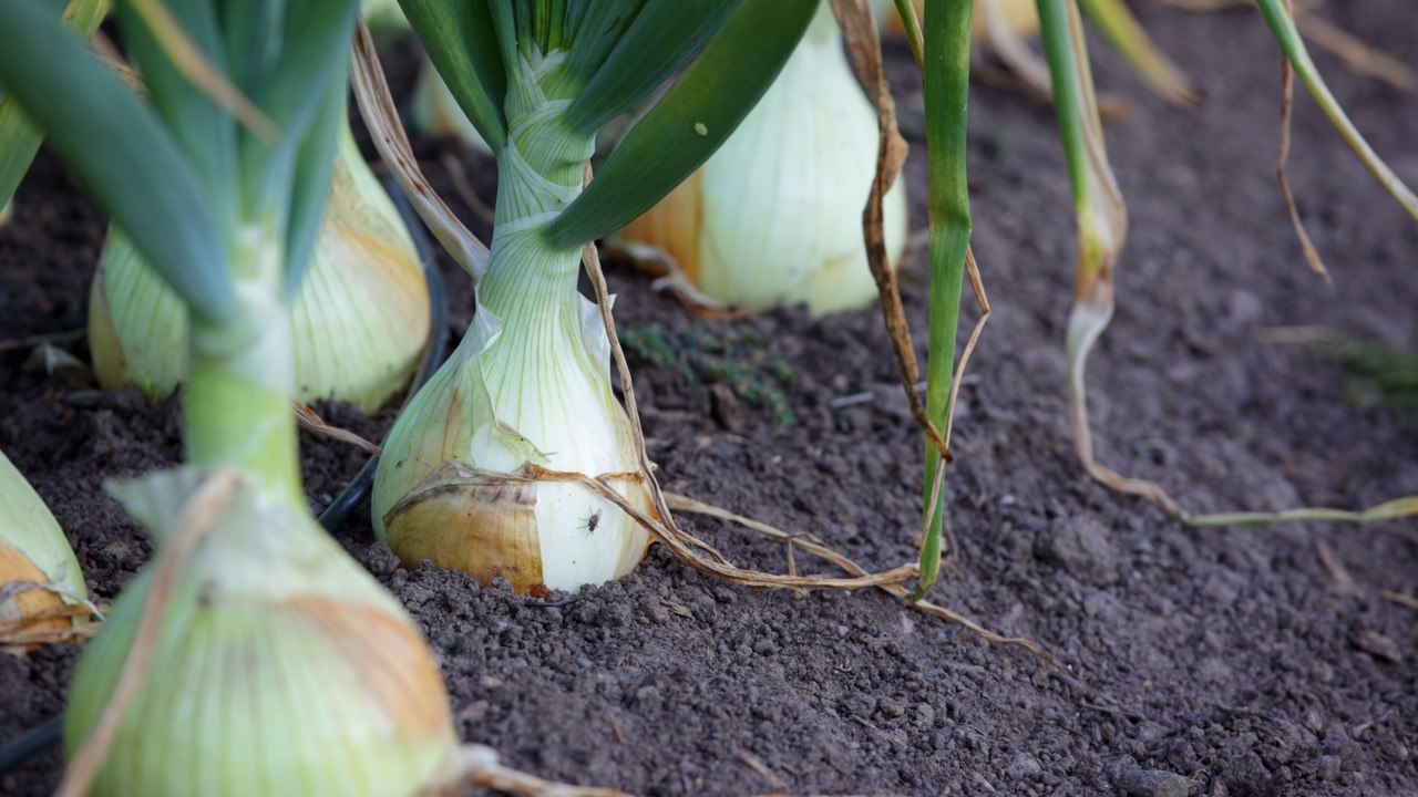 When to Harvest Onions, Cure, and Store Them to Last for Months