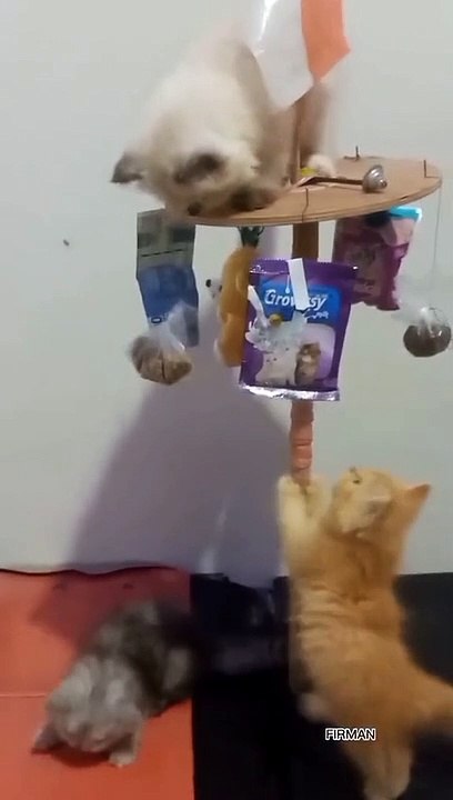 Kucing Lomba Panjat pinang