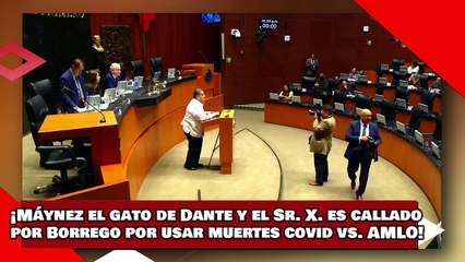 ¡VEAN! ¡Máynez el gato de Dante y el Sr. X. es callado por Borrego por usar muertes covid vs. AMLO!