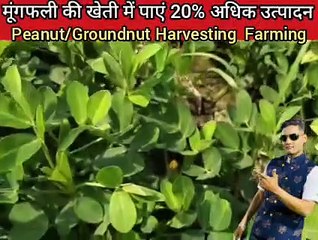मूंगफली की उन्नत खेती /मूंगफली की खेती में पाएं 20% अधिक उत्पादन/mungfali ki kheti/peanut harvesting
