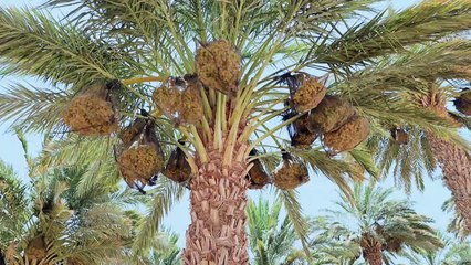 مدينة إيلات في إسرائيل تستغل كل المياه "حتى آخر قطرة"