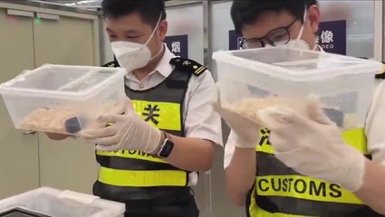 Passenger caught smuggling 14 live snakes in his pockets in China