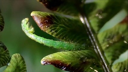 Des singes cambriolent une maison ! - ZAPPING SAUVAGE 9