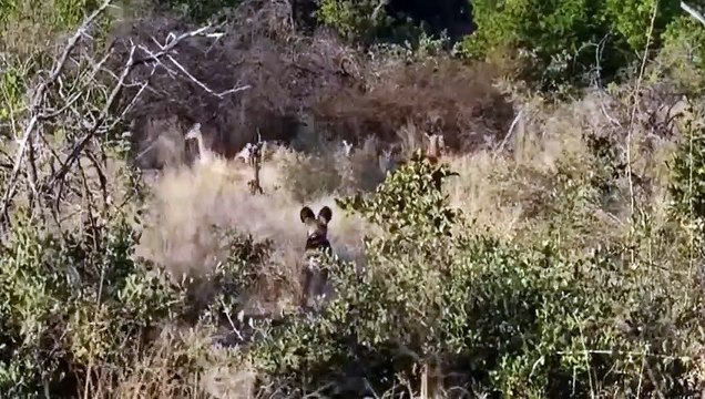 ATTAQUES DE CHIENS - ZAPPING SAUVAGE