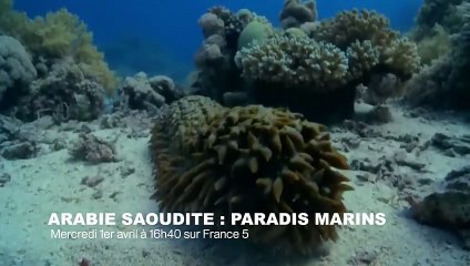 L'incroyable étoile de mer zombie - ZAPPING SAUVAGE 23