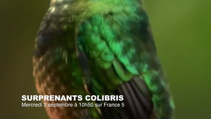 Ces raies s'envolent ! - ZAPPING SAUVAGE 39