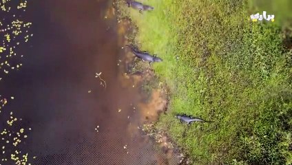 تمساح عملاق يأكل تمساحا آخر كاملا..مشهد يحبس الانفاس..براري