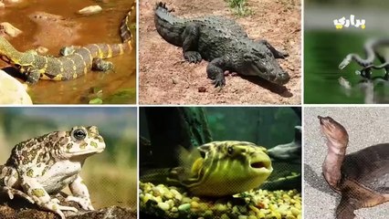 هذه الحيوانات تعيش في مصر