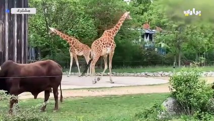 معلومات مدهشة وغريبة ستغير نظرتك عن الزرافة..هكذا تولد الزرافة !!