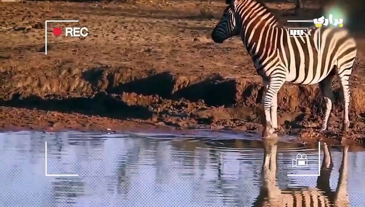 براري..مدهش..التمساح يهاجم الحصان؟