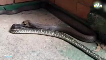 ثعبان يلتهم آخر..مشهد يحبس الانفاس!!