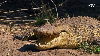 Les crocodiles ont une poche secrète pour leurs bébés - ZAPPING SAUVAGE