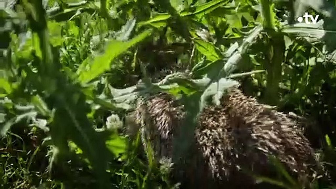 Hérisson  Cette bouse est un vrai festin - ZAPPING SAUVAGE