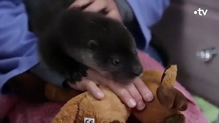 La rencontre entre deux petites loutres - ZAPPING SAUVAGE