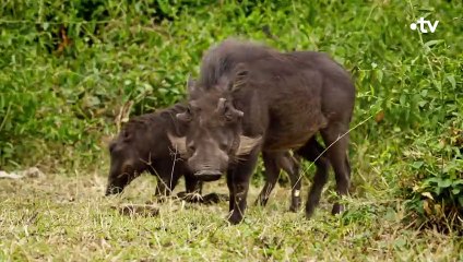Ces mangoustes papouillent les phacochères - ZAPPING SAUVAGE
