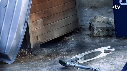 Ils traversent seulement au feu vert - ZAPPING SAUVAGE