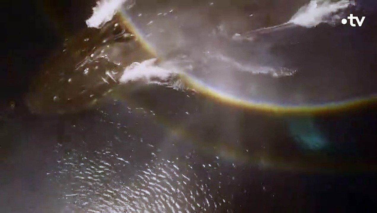 Le cœur de la baleine bleue fait la taille... d'une voiture - ZAPPING SAUVAGE