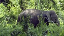 Adorable  les plus petits éléphants du monde - ZAPPING SAUVAGE