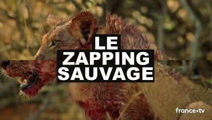 Ce lionceau goûte à la chair pour la première fois - ZAPPING SAUVAGE