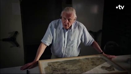 Microraptor  ce fascinant dinosaure volant - ZAPPING SAUVAGE