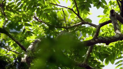 Les coatis sont de vrais filous - ZAPPING SAUVAGE