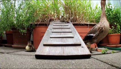 Ce canard est une célébrité locale - ZAPPING SAUVAGE