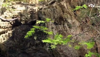 Ici naissent les crocodiles hybrides - ZAPPING SAUVAGE