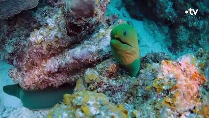 Les dents acérées de la murène font un carnage - ZAPPING SAUVAGE