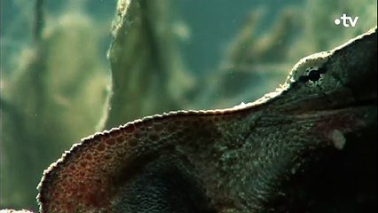 Matamata, la tortue un peu moche mais incroyable - ZAPPING SAUVAGE