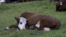 Loup VS vaches - ZAPPING SAUVAGE