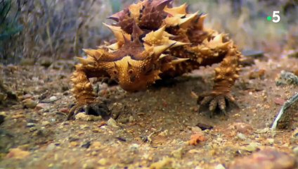 Diable cornu  le survivant de l'extrême - ZAPPING SAUVAGE
